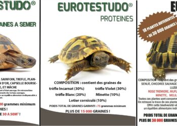 Comment faire plaisir à une tortue ?