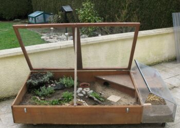 Comment faire plaisir à une tortue ?