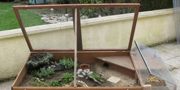 Comment faire plaisir à une tortue ?