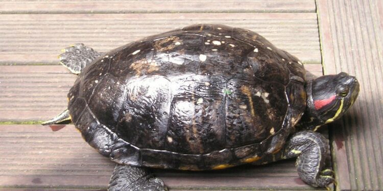 Comment faire plaisir à une tortue ?