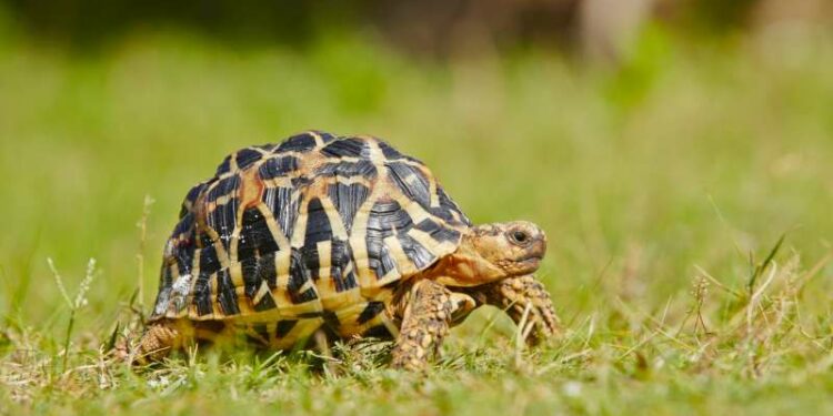 Comment faire plaisir à une tortue ?