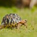 Comment faire plaisir à une tortue ?