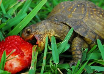 Comment faire plaisir à une tortue ?
