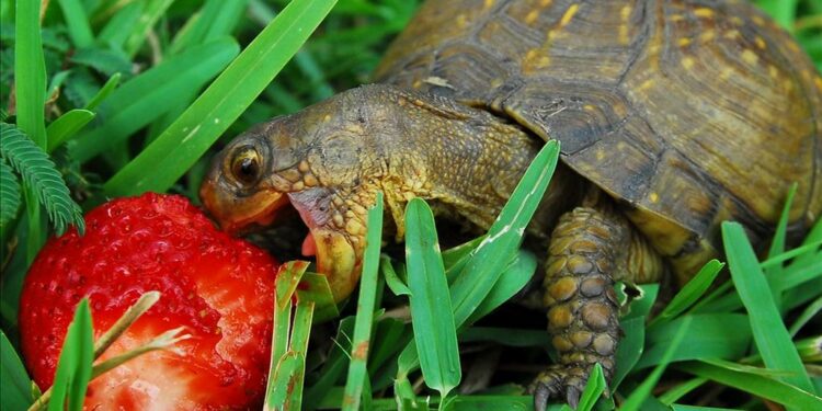 Comment faire plaisir à une tortue ?