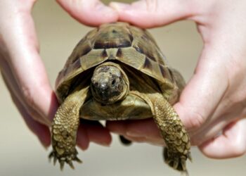 Comment faire plaisir à une tortue ?