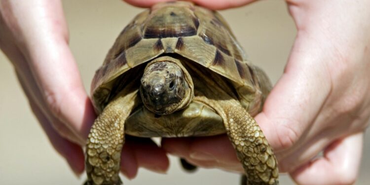 Comment faire plaisir à une tortue ?