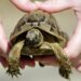 Comment faire plaisir à une tortue ?