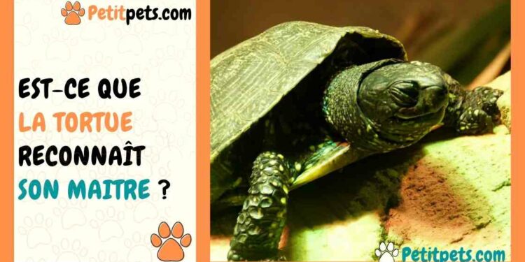 Comment faire plaisir à une tortue ?