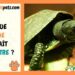 Comment faire plaisir à une tortue ?