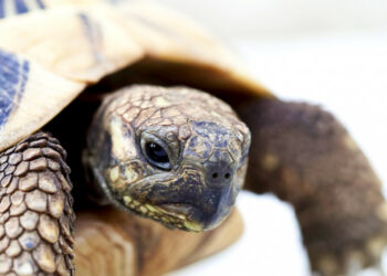 Comment faire plaisir à une tortue de terre ?