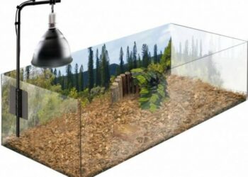 Comment faire plaisir à une tortue de terre ?