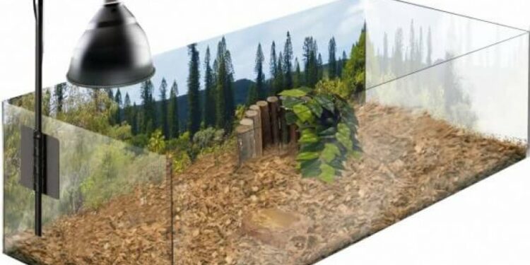 Comment faire plaisir à une tortue de terre ?