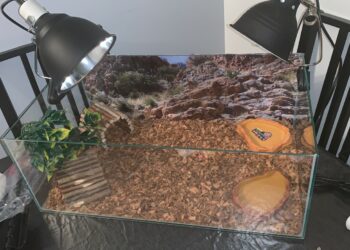 Comment faire plaisir à une tortue de terre ?