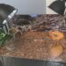 Comment faire plaisir à une tortue de terre ?