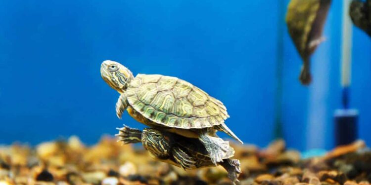 Comment faire plaisir à une tortue d'eau ?