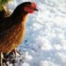 Comment faire pondre des poules l'hiver ?