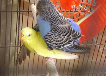 Comment faire pondre les pigeons ?