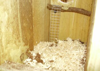 Comment faire pour avoir des bébé perruche ?