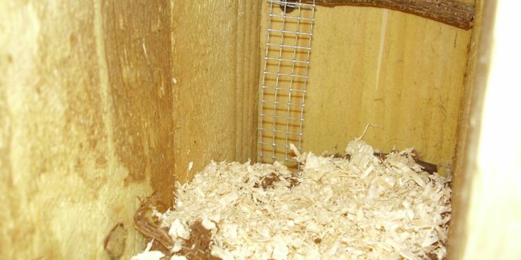 Comment faire pour avoir des bébé perruche ?