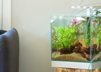 Comment faire pour avoir un bel aquarium ?