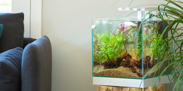 Comment faire pour avoir un bel aquarium ?