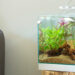 Comment faire pour avoir un bel aquarium ?