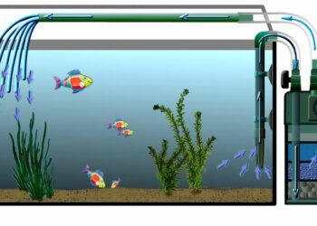 Comment faire pour avoir une eau claire dans un aquarium ?