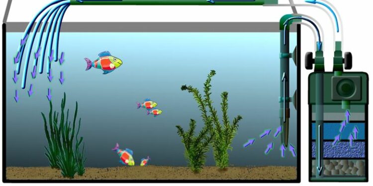 Comment faire pour avoir une eau claire dans un aquarium ?