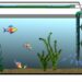 Comment faire pour avoir une eau claire dans un aquarium ?