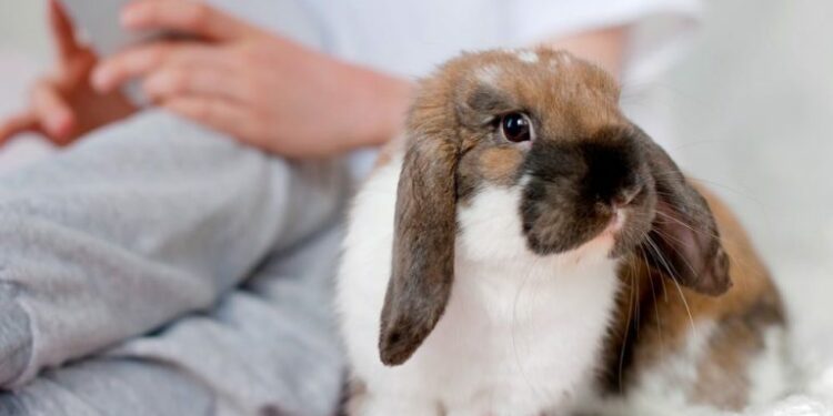 Comment faire pour calmer un lapin ?