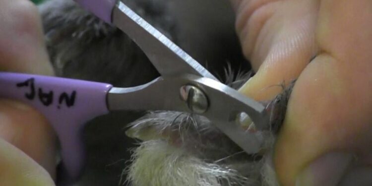 Comment faire pour endormir un lapin ?