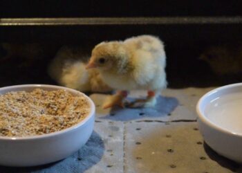Comment faire pour éviter la mortalité des poussins ?