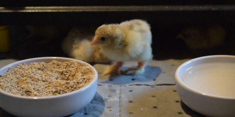 Comment faire pour éviter la mortalité des poussins ?