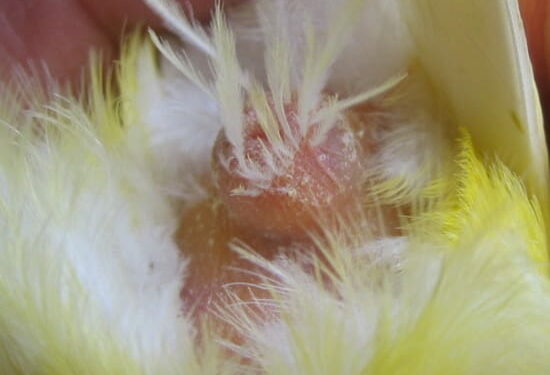 Comment faire pour faire chanter un canari ?