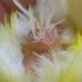 Comment faire pour faire chanter un canari ?