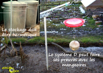 Comment faire pour faire fuir les rats d'un poulailler ?