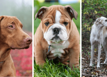 Comment faire pour faire taire un chien ?