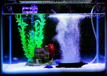 Comment faire pour garder l'eau de l'aquarium propre ?