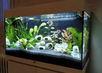 Comment faire pour ne pas changer l'eau de l'aquarium ?