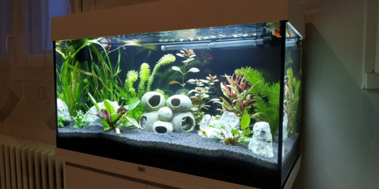 Comment faire pour ne pas changer l'eau de l'aquarium ?