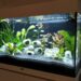 Comment faire pour ne pas changer l'eau de l'aquarium ?