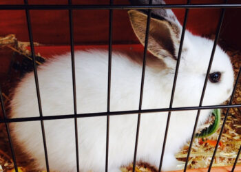 Comment faire pour punir son lapin ?