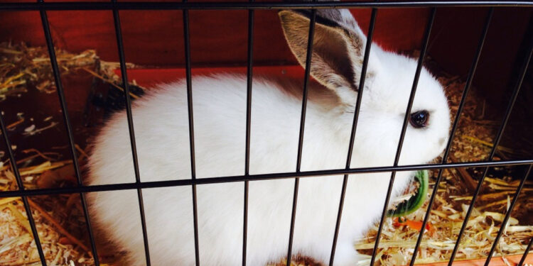 Comment faire pour punir son lapin ?