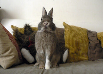 Comment faire pour punir son lapin ?