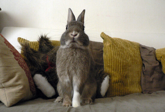 Comment faire pour punir son lapin ?