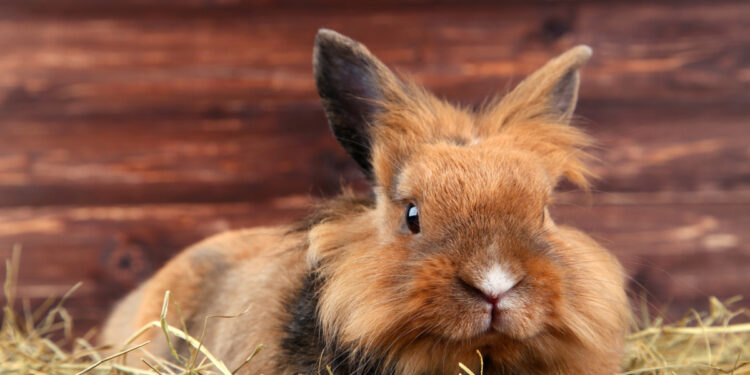 Comment faire pour punir son lapin ?