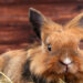 Comment faire pour punir son lapin ?