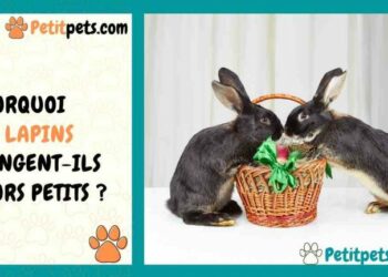 Comment faire pour punir son lapin ?