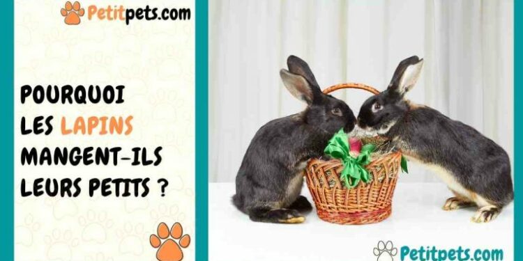 Comment faire pour punir son lapin ?