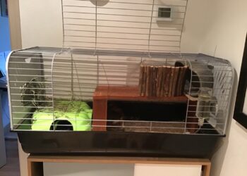 Comment faire pour que 2 cochons d'Inde s'entendent ?